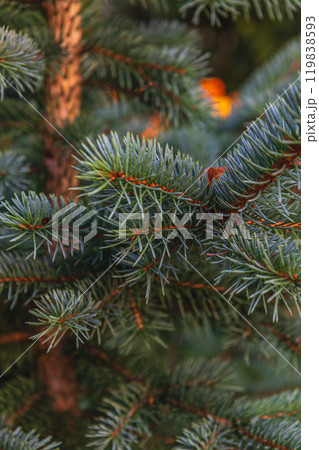 Christmas tree background Christmas card with sunlight 119838593
