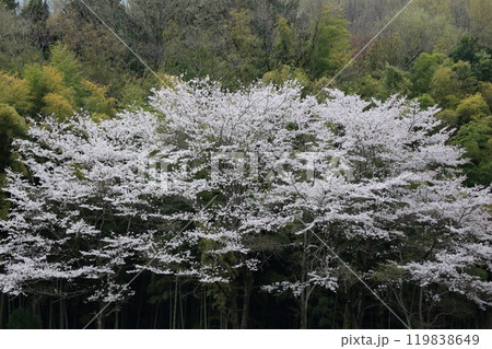 里山に咲いた桜 119838649
