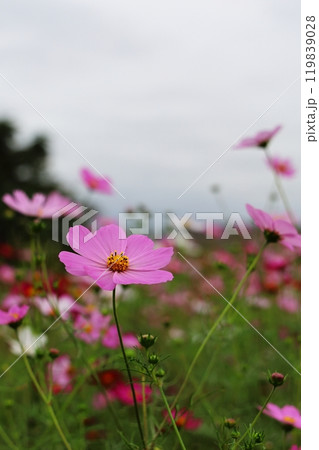 風に揺れるコスモス 119839028
