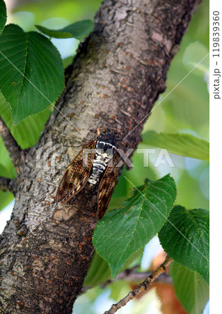 夏の公園の桜の木に止まっている大きなアブラゼミ 119839360