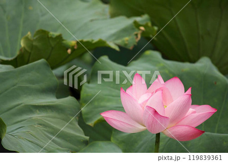 夏の池で大輪の花を咲かせる美しいピンク色の蓮の花 夏の池で大輪の花を咲かせる美しいピンク色の蓮の花 119839361