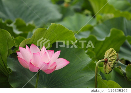 池の一面に広がる緑の葉の中で鮮やかに咲くピンク色の蓮の花 119839365