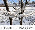 冬の公園で細い木の枝に積もった新雪と背景の雪景色 119839369