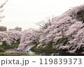 東京の桜の名所である千鳥ヶ淵緑道の満開の桜とボート遊び 119839373