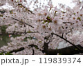 春の訪れを告げる満開のソメイヨシノの枝と花のクローズアップ 119839374