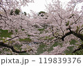 東京の春を彩る千鳥ヶ淵の満開の桜と、お堀に浮かぶボートの風景 119839376