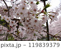 新緑の若葉が芽吹き始めた満開のソメイヨシノのクローズアップ 119839379