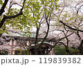新緑が芽吹き始めた桜と歴史あるレンガ造りの大学キャンパス風景 119839382