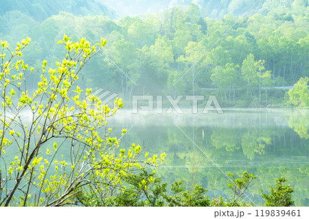 《長野県》新緑の木戸池・初夏の志賀高原 119839461