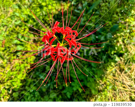 彼岸花の季節 彼岸花の季節 119839530