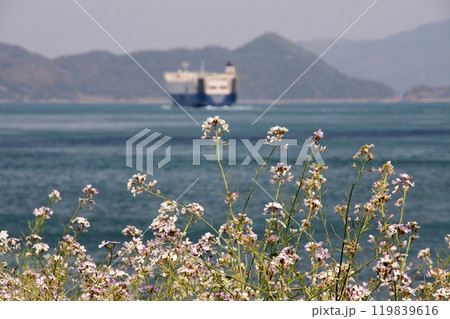 来島海峡を斎灘に向かう自動車運搬船と浜ダイコン 119839616