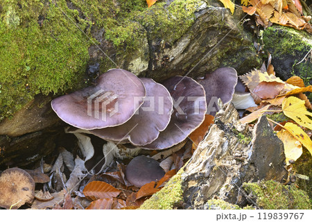 ツキヨタケ 119839767