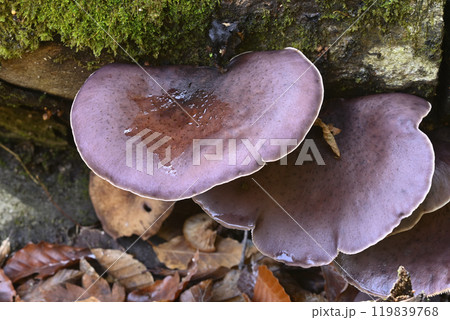 ツキヨタケ 119839768