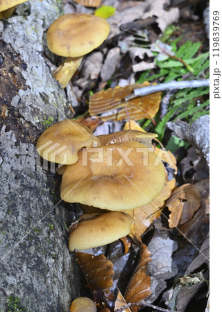 ナラタケ ナラタケ 119839769