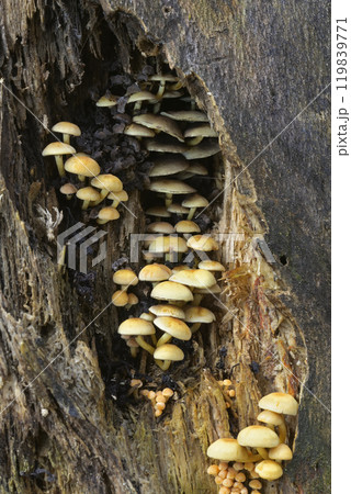 ニガクリタケ 119839771