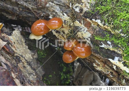 ナメコ ナメコ 119839773