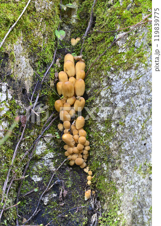 キララタケ キララタケ 119839775