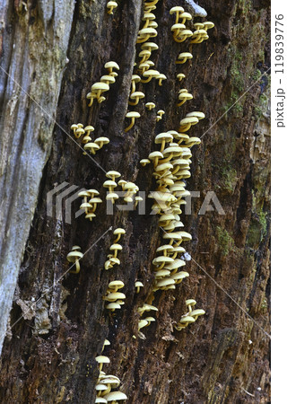 ニガクリタケ 119839776