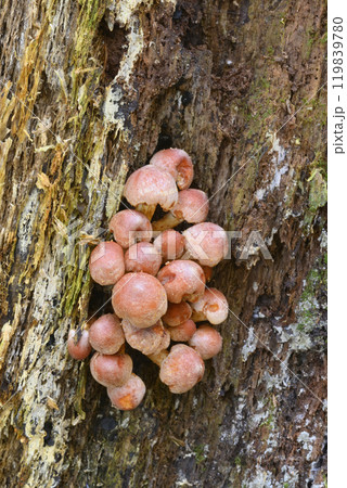 クリタケ 119839780