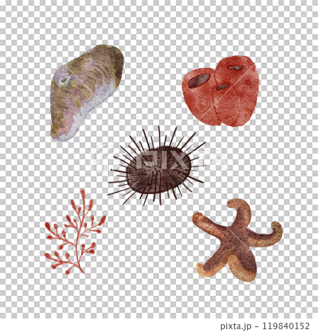 Sea urchin, shell, starfish, polyp seaweed watercolor hand-drawn set isolated on white. High quality illustration for notebooks, wrapping paper, fishing, menu, guides, stickers, diving and room design 119840152