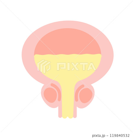 膀胱　男性　イラスト 119840532