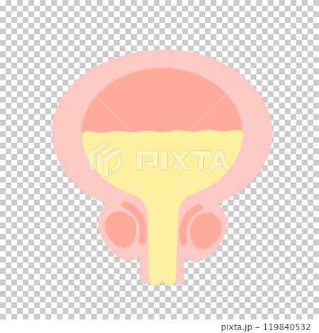膀胱　男性　イラスト 119840532