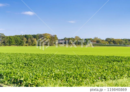 広い農地と秋の青空　北海道帯広市 119840869