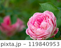 美しいピンクのバラ 119840953