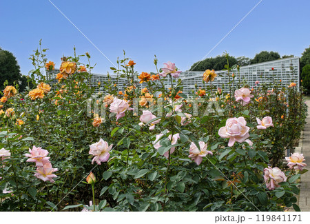 東京都　神代植物公園　バラ園　秋バラの季節 119841171