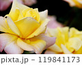輝くバラのアップ 119841173