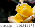 輝く黄色いバラ 119841175
