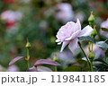紫のばら 119841185