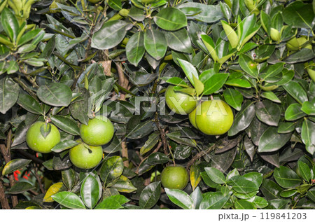 Orange plant with fruits Orange plant with fruits 119841203