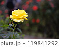 たたずむ黄色いバラ 119841292