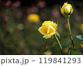 黄色いバラ 119841293