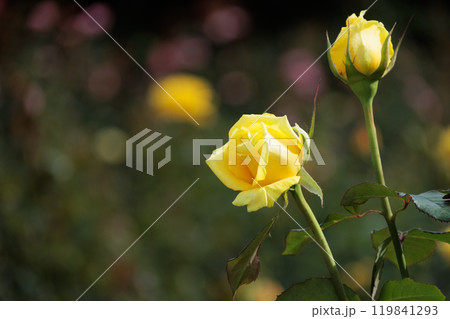 黄色いバラ 119841293