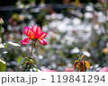 輝く赤いバラ 119841294