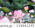 ピンク色の薔薇 119841295