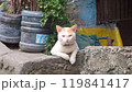 セブ島のローカルエリアで出会ったカメラ目線の猫 119841417
