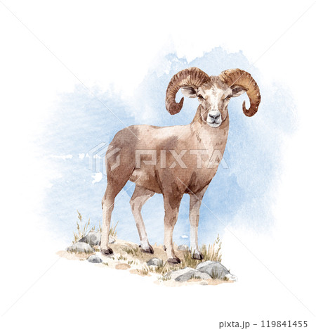 Mountain lamb watercolor illustration. Hand drawn clip art with animal. Mountain lamb watercolor illustration. Hand drawn clip art with animal. 119841455