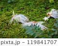 一夜で散ったサガリバナ 119841707