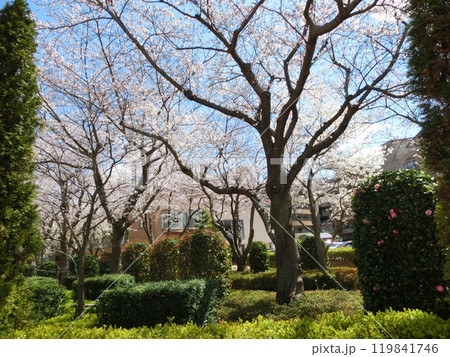 サクラの風景-48 サクラの風景-48 119841746