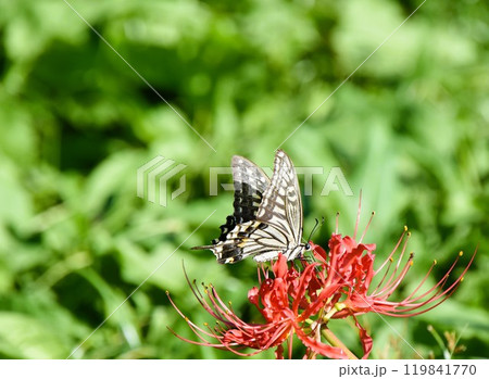アゲハ蝶と枯れゆく彼岸花 119841770