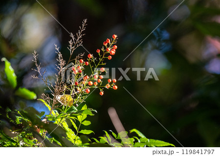 赤い実みつけた 119841797