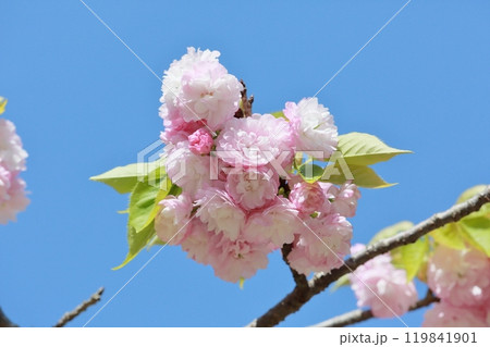 八重桜(品種:松前) 八重桜(品種:松前) 119841901