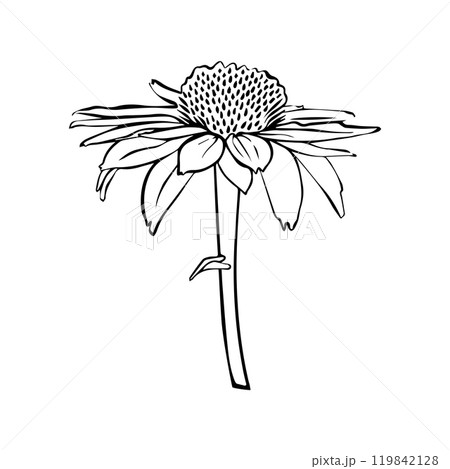 Echinacea Vector outline illustration. Hand drawn echinacea graphic clipart. Echinacea black line. Echinacea Vector outline illustration. Hand drawn echinacea graphic clipart. Echinacea black line. 119842128