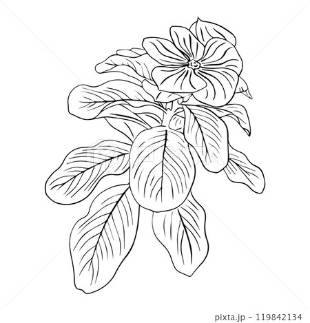 Flower arrangement of catharanthus with leaves hand drawn in sketch style. Periwinkle flower.  119842134