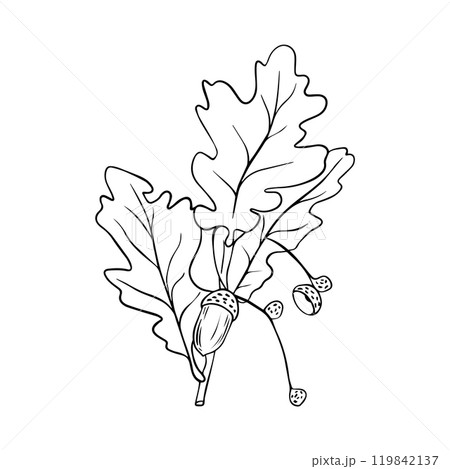 Hand drawn oak leaves composition, vector illustration on white background Hand drawn oak leaves composition, vector illustration on white background 119842137