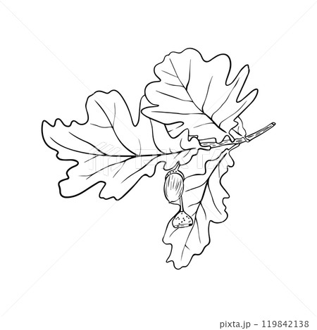 Hand drawn oak leaves composition, vector illustration on white background Hand drawn oak leaves composition, vector illustration on white background 119842138