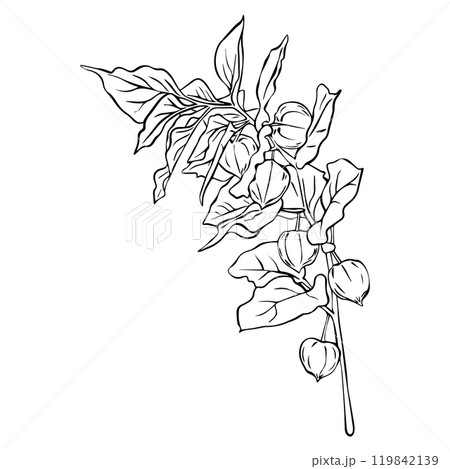 Physalis branch composition. Physalis vector illustration. Simple line drawing Superfood Physalis  119842139